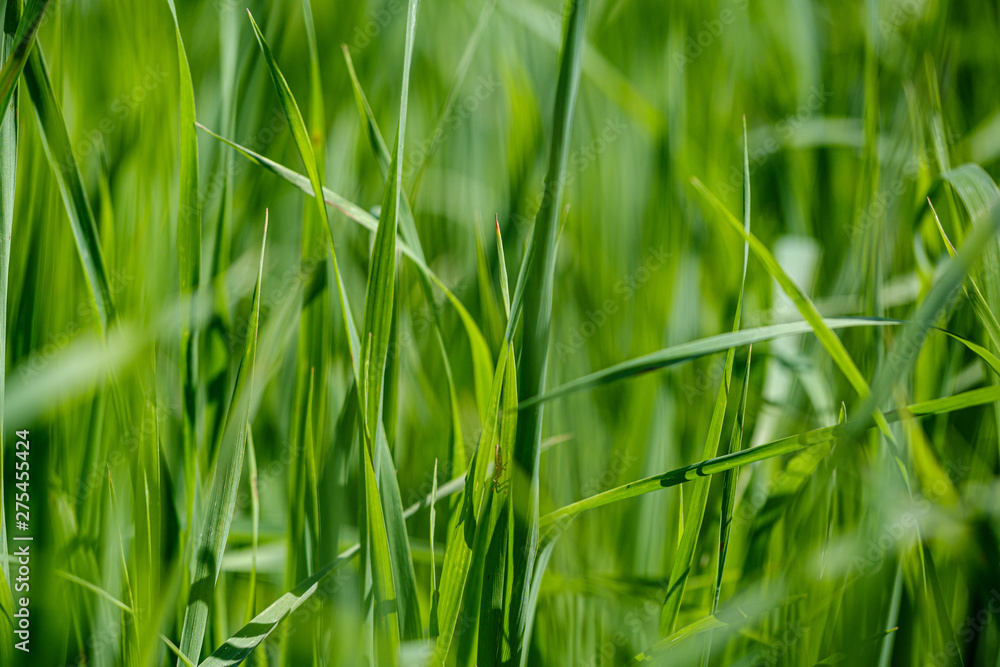 green grass in meadow pasture with blur effect green grass in meadow pasture with blur effect