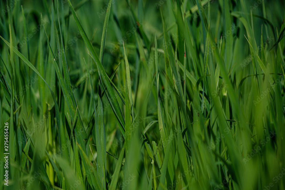 Fototapeta premium green grass in meadow pasture with blur effect