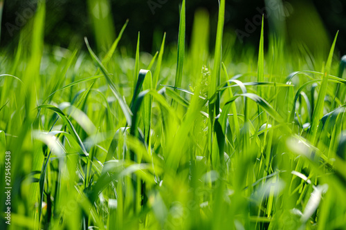 green grass in meadow pasture with blur effect