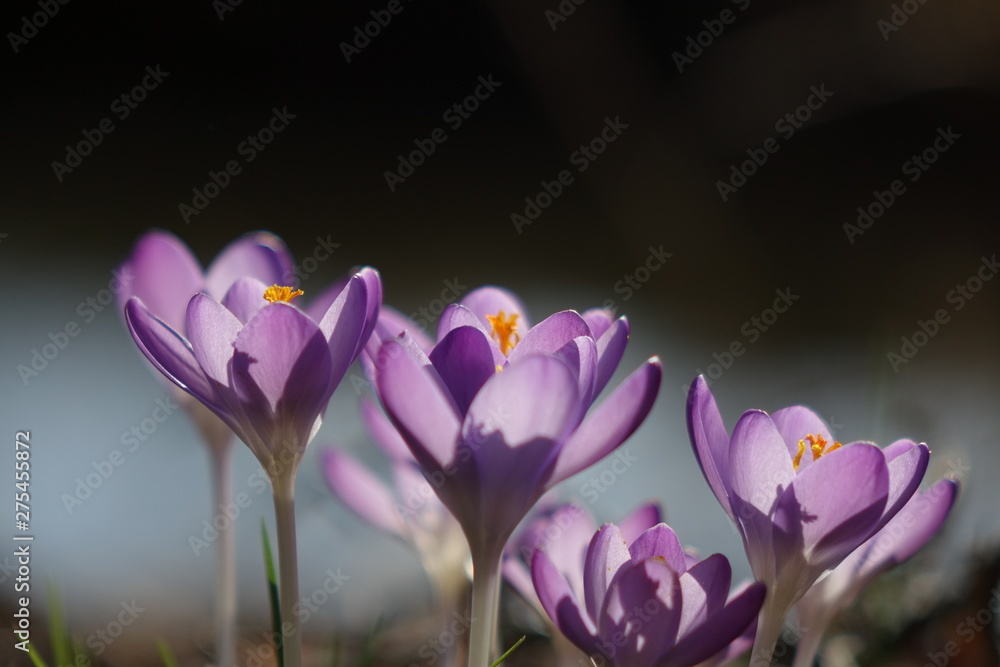 Fototapeta premium Krokus im Morgenlicht