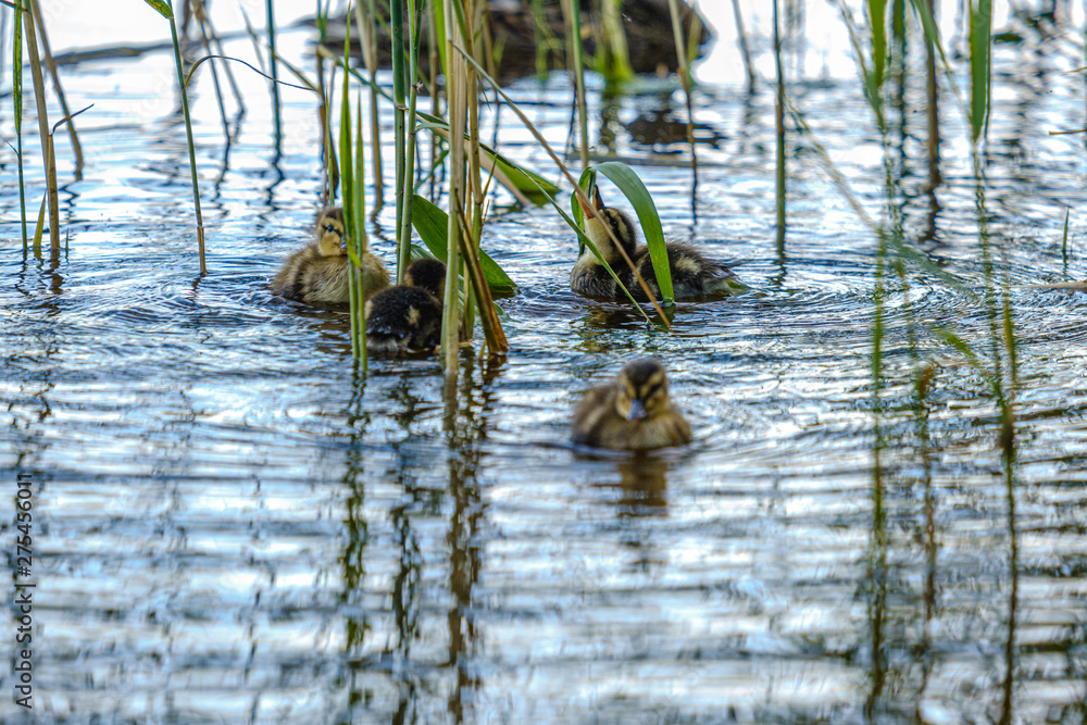 mother duck with small ducklings swimming in river lake water between water lilies mother duck with small ducklings swimming in river lake water between water lilies