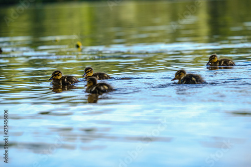 mother duck with small ducklings swimming in river lake water between water lilies © Martins Vanags