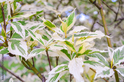 Ddecorative garden shrub branches with green and white bicolored leaves photo