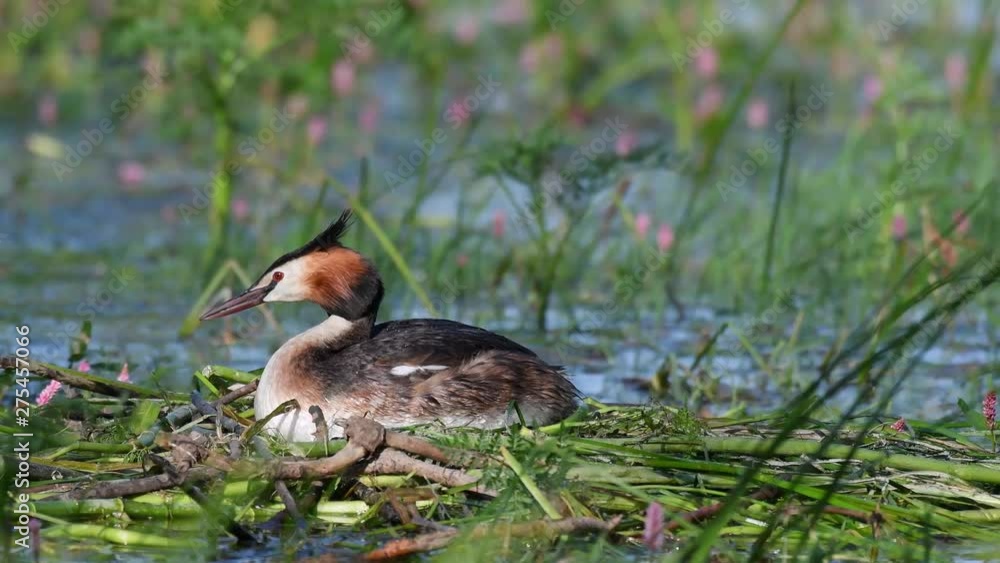 Great Crested Grebe, Podiceps cristatus, on the nest, straightens eggs and sits on them. Great Crested Grebe, Podiceps cristatus, on the nest, straightens eggs and sits on them.