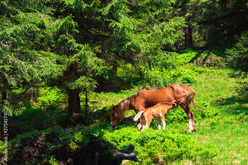 foal and mare graze in a meadow near the forest 