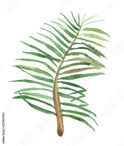 Watercolor palm branch with leaves on a white background, for design compositions on the theme of vacation, travel, summer holidays.