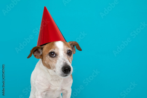 Cute dog in red party hat Designed colored circles with maker wishes happy birthday blue background studio shot