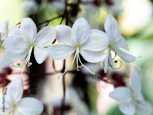 White Nodding-Clerodendron Flowers Suspending photo