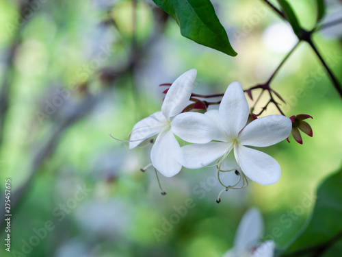 White Nodding-Clerodendron Flowers Suspending photo