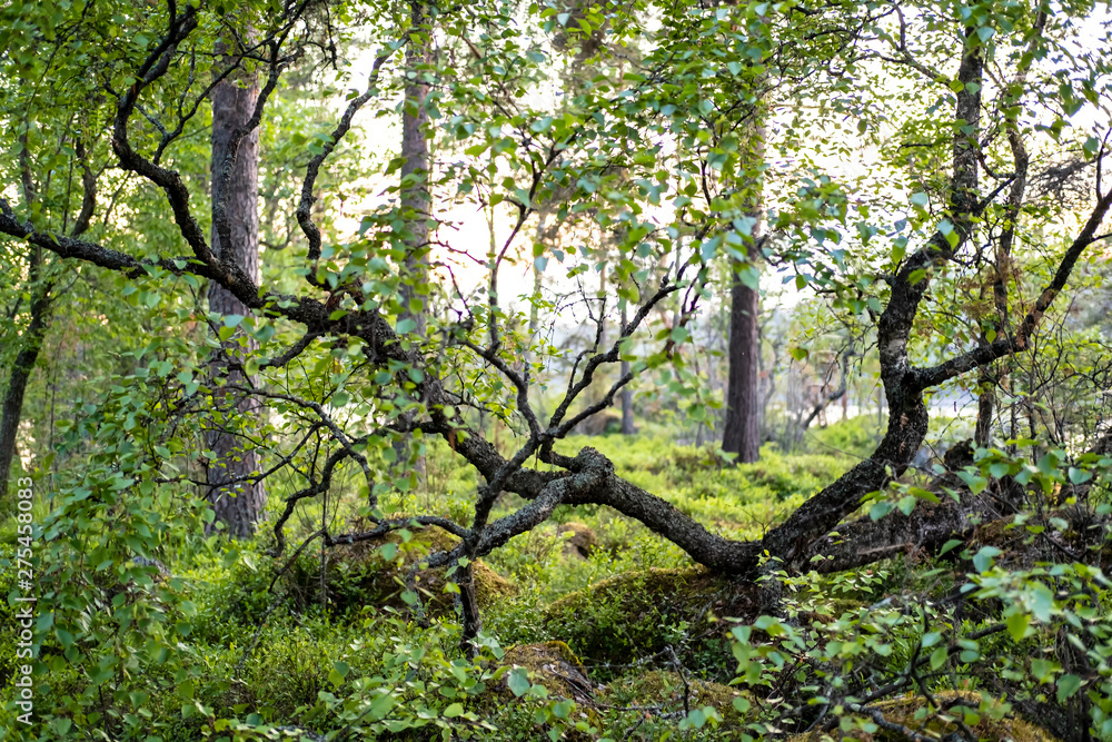 A small crooked tree grows on moss-covered stones in a pine forest on a evening at sunset.