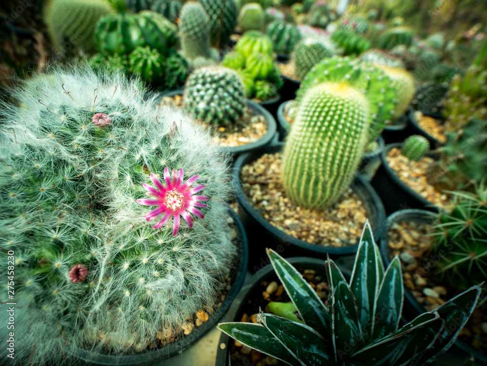 Pink Shining White Hair Cactus Flowers Blooming Pink Shining White Hair Cactus Flowers Blooming