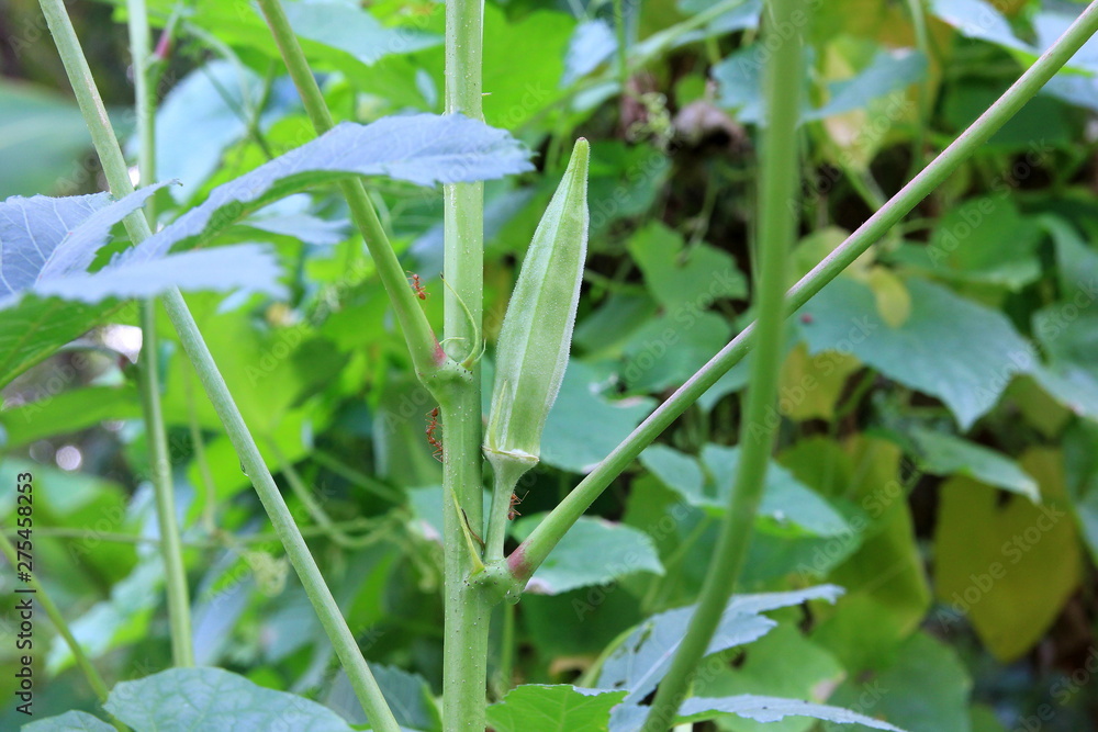 Okra on the plant.Okra green on the tree. Okra on the plant.Okra green on the tree.