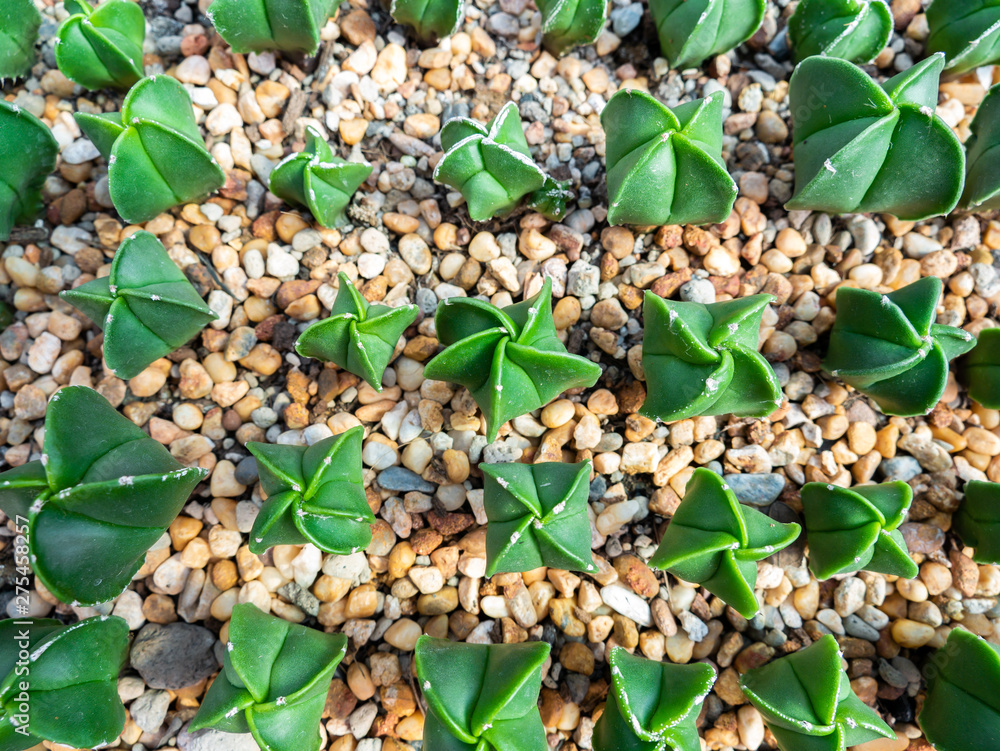 Twist Star Shape Cactus Arranging in Rows Twist Star Shape Cactus Arranging in Rows