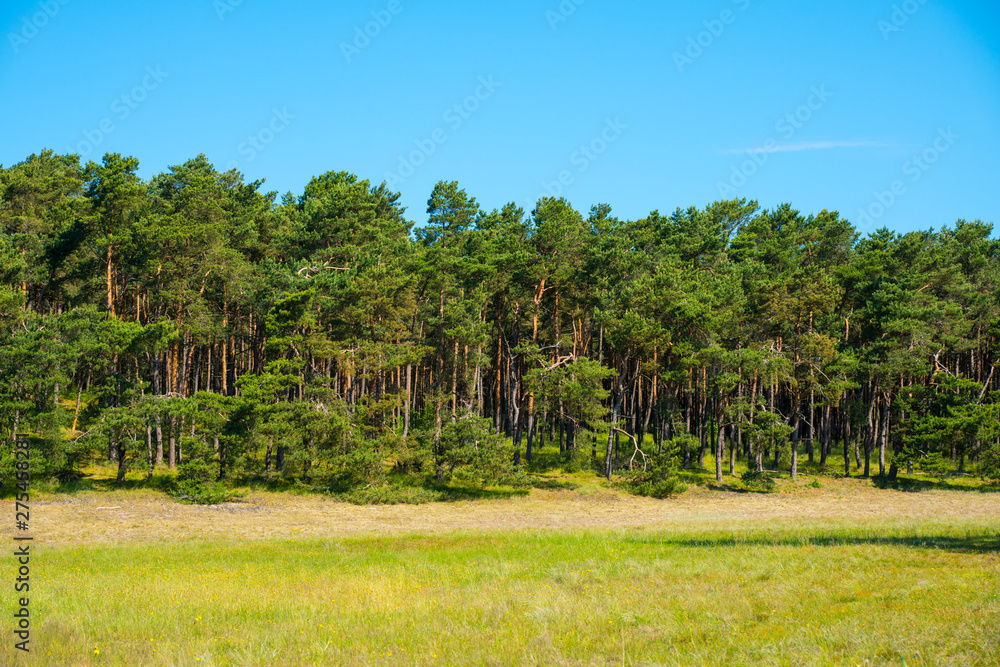 beautiful view of the pine forest on a sunny day