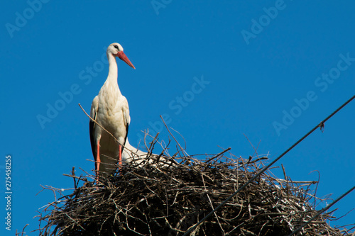Stork in nest on blue sky background