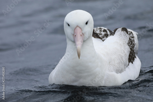 Foto Gibson's Wandering Albatross, Diomedea exulans, close up