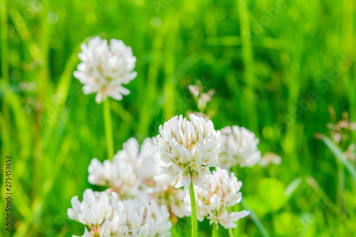 White clover aka Trifolium repens in grass on summer meadow. Shamrock flower