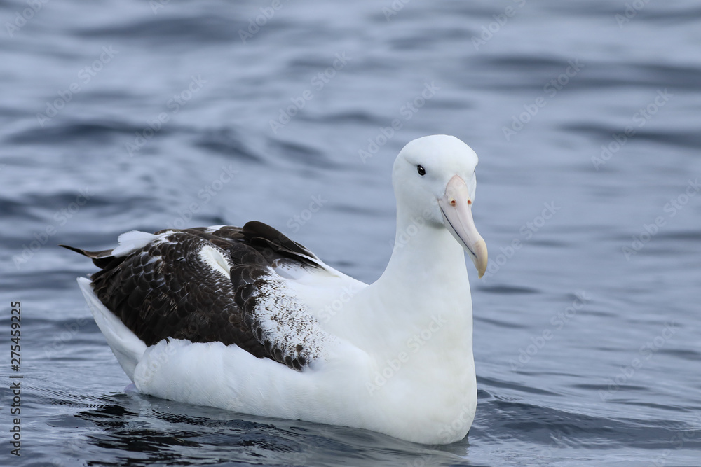 Southern Royal Albatross, Diomedea epomophora, at sea Southern Royal Albatross, Diomedea epomophora, at sea