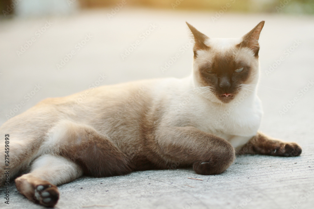 Cute Siamese cat enjoy and sleep on concrete floor with natural in garden Cute Siamese cat enjoy and sleep on concrete floor with natural in garden