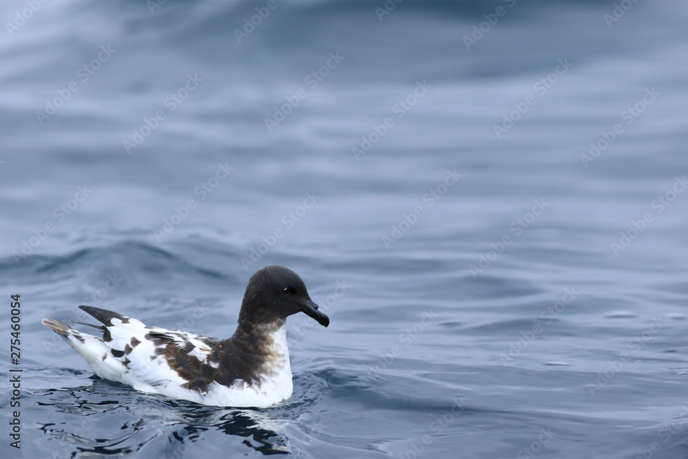 Cape Petrel, Daption capense, on sea Cape Petrel, Daption capense, on sea