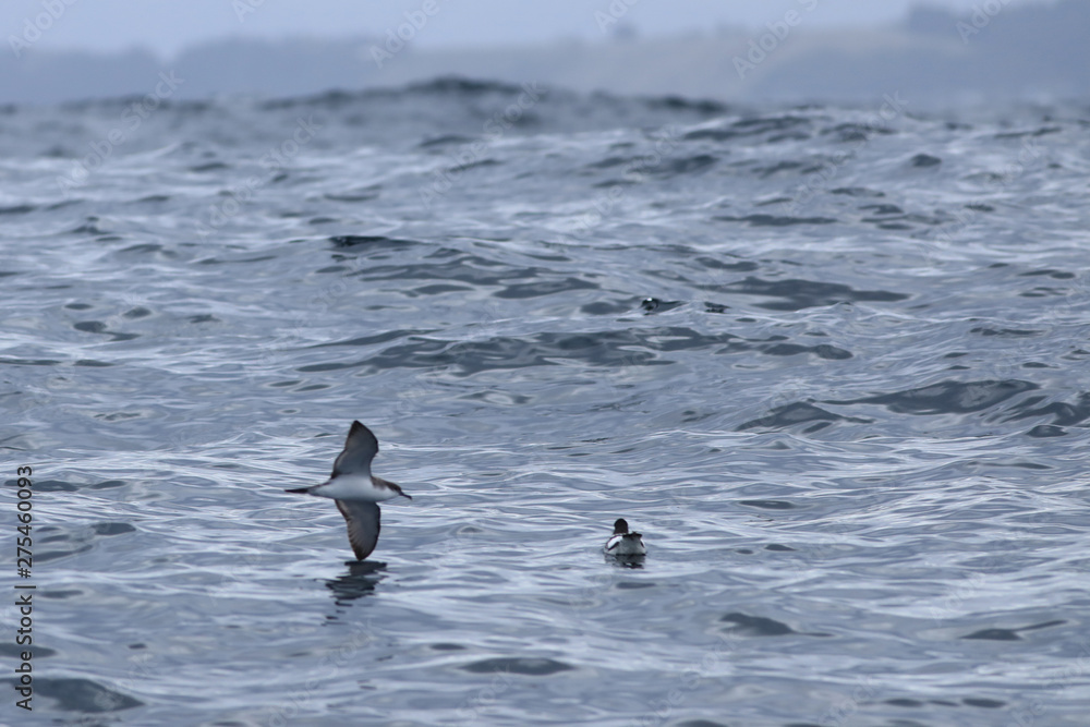 Fluttering Shearwater, Puffinus gavia, flying Fluttering Shearwater, Puffinus gavia, flying