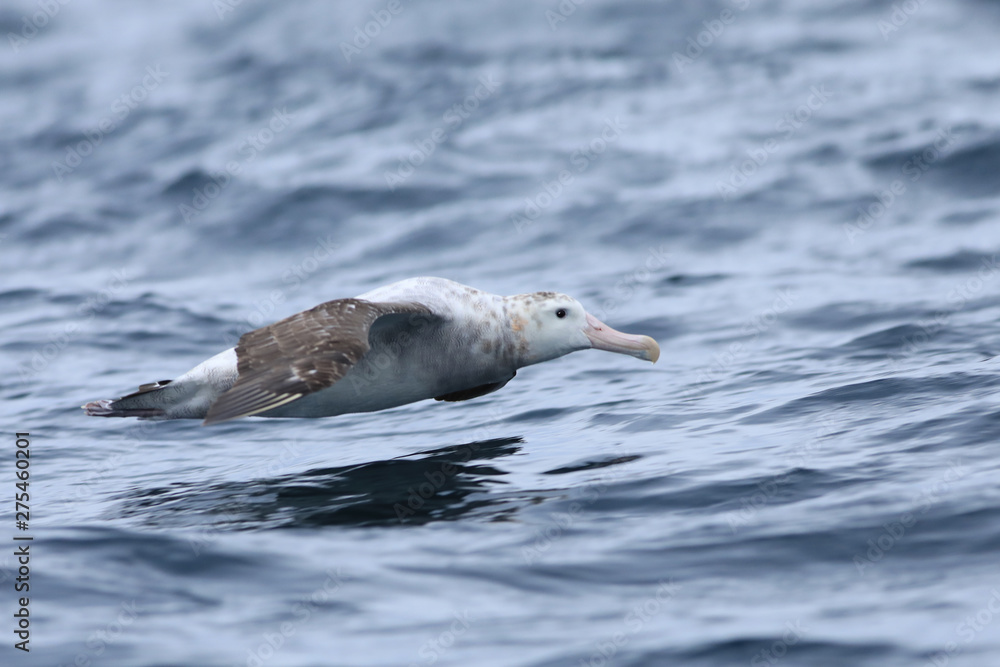 Gibson's Wandering Albatross, Diomedea exulans, flying Gibson's Wandering Albatross, Diomedea exulans, flying