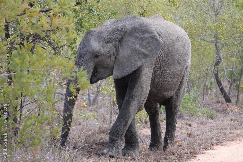 un éléphant dans la savane en Afrique du Sud
