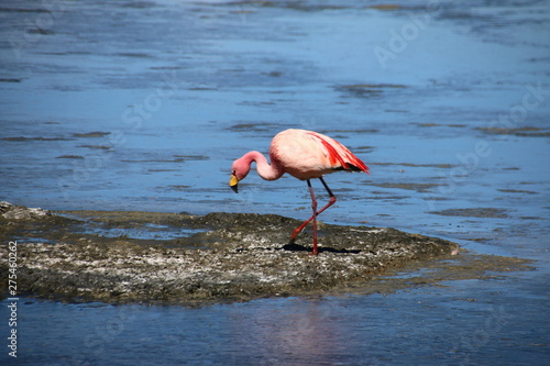 Flamingo in Bolivien