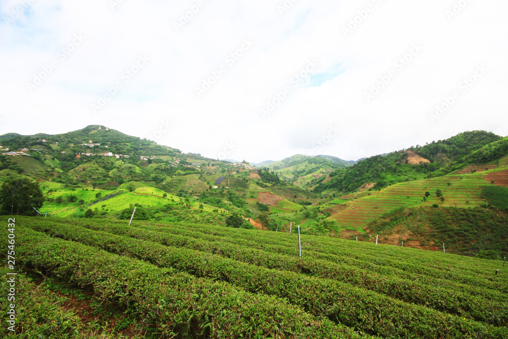 Tea Plantation in sunrise on the mountain and forest is very beautiful view in Chiangrai Province, Thailand.