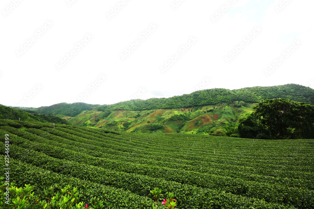 Tea Plantation in sunrise on the mountain and forest in rain season is very beautiful view in Chiangrai Province, Thailand.