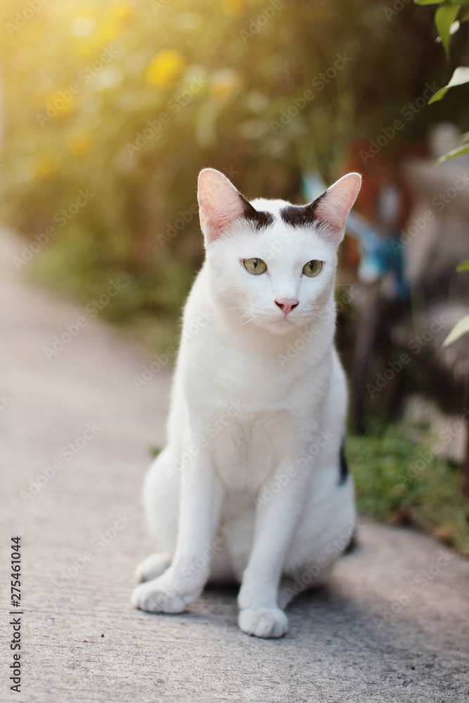 White cat enjoy in the garden