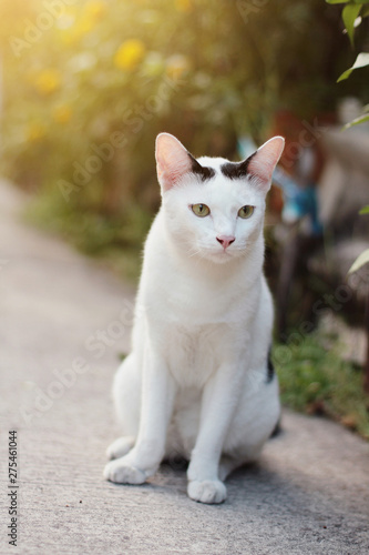 White cat enjoy in the garden © cocorattanakorn