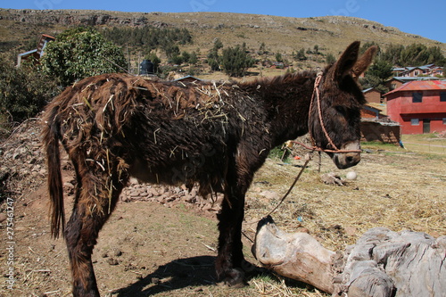 Esel, Peru photo