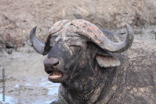 portrait d'un grand buffle noir d'Afrique du Sud
