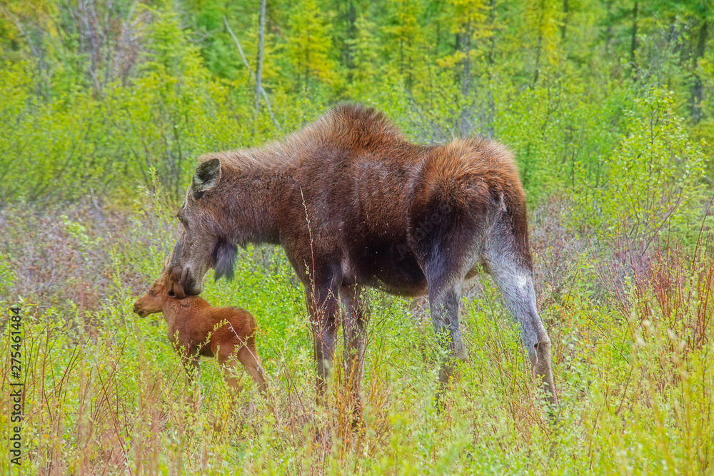 Moose and Calf