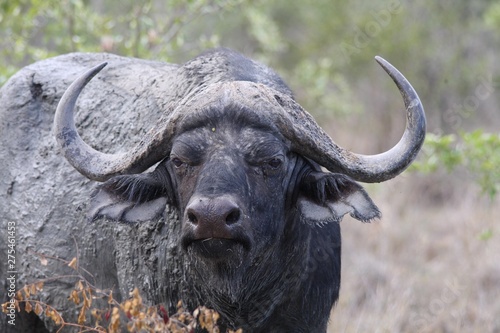 portrait d'un grand buffle noir d'Afrique du Sud photo