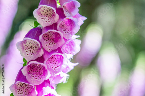 flowering foxglove in the taunus forest, germany photo