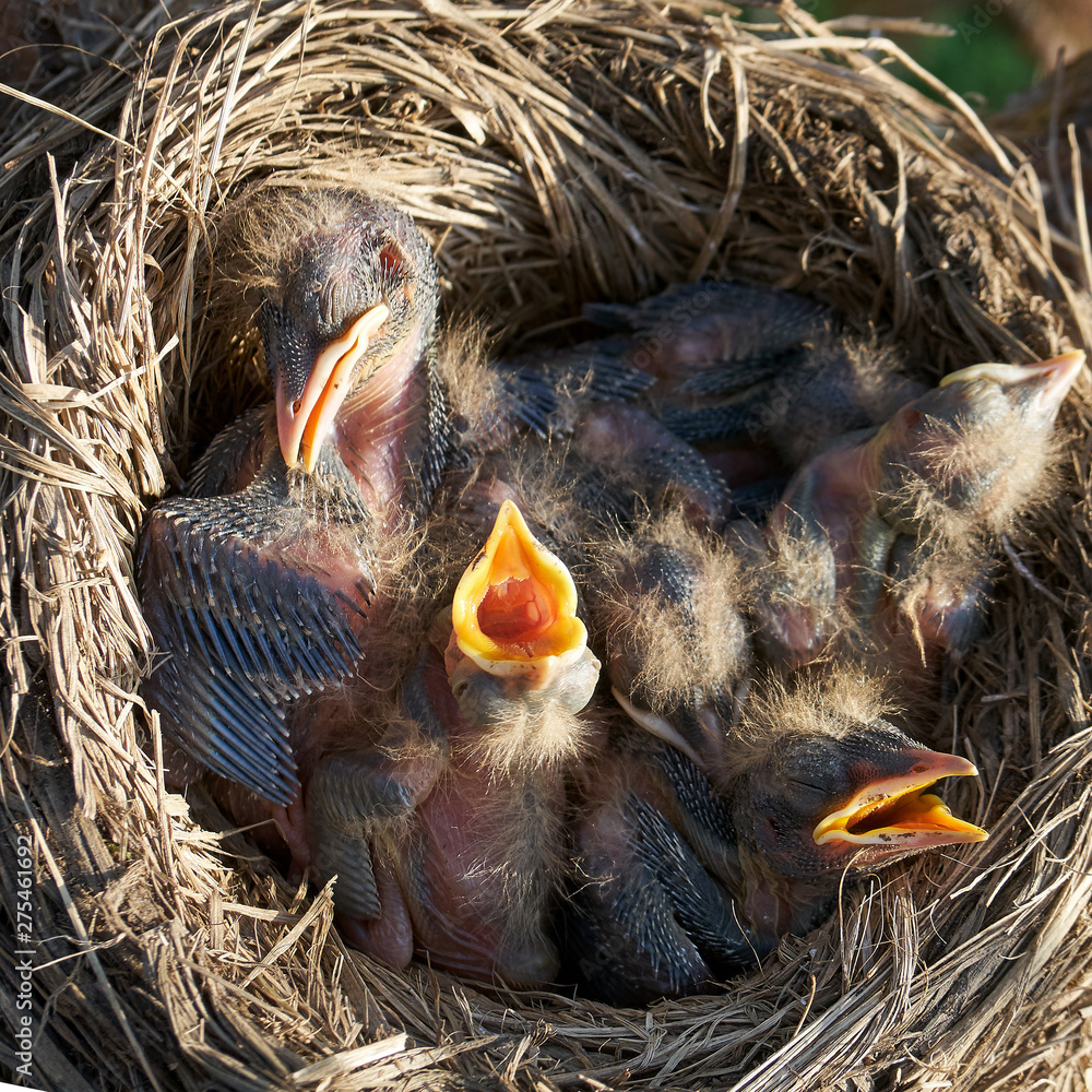Hungry newborn thrush's chicks are opening their mouths asking for food from their parents lying in the nest located on the pine tree. View from above