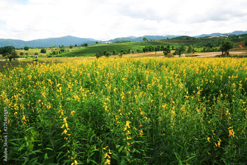 Beautiful yellow Sun hemp flowers or Crotalaria juncea farm on the mountain in Thailand.A type of legume.