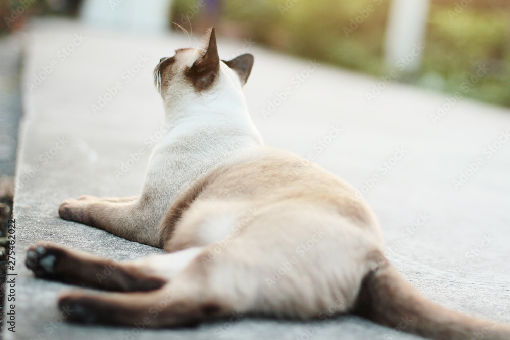 Cute Siamese cats enjoy and sit on concrete floor with natural in garden