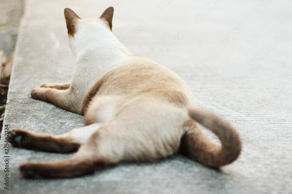 Cute Siamese cats enjoy and sit on concrete floor with natural in garden Cute Siamese cats enjoy and sit on concrete floor with natural in garden