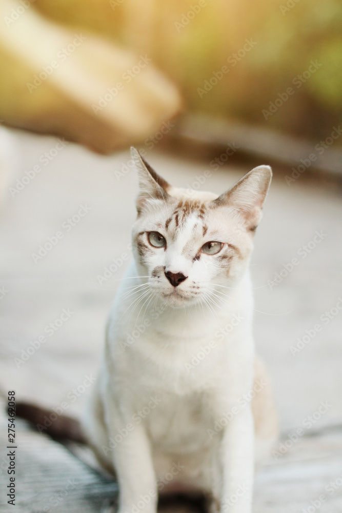 Grey striped cat enjoy with beautiful flowers in garden Grey striped cat enjoy with beautiful flowers in garden
