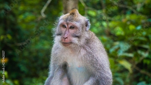Monkey Forest in Bali Island  © Slava Lagoykin