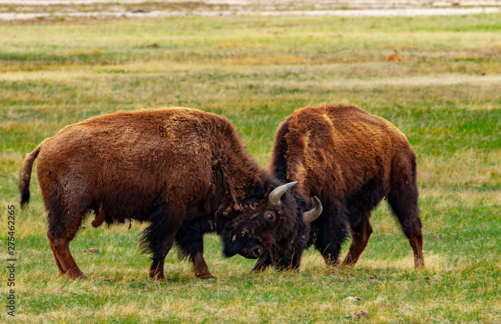 Bison Tussle in Yellowstone National Park Bison Tussle in Yellowstone National Park