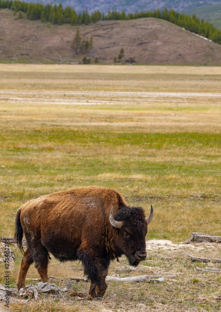 Bison in Yellowstone Nationl Park, Wyoming, US