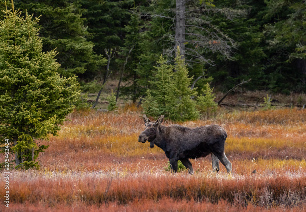 Moose in Yellowtone National Park Moose in Yellowtone National Park