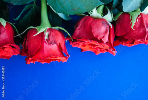 Red roses background.