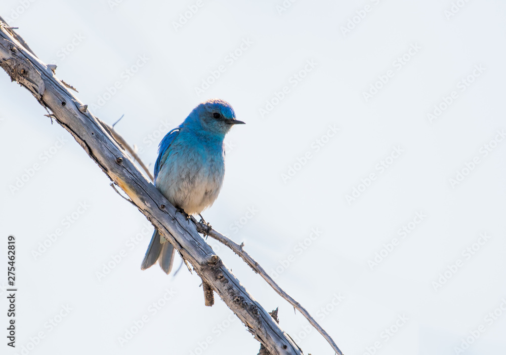 Mounain Bluebird in Yellowstone National Park