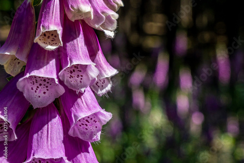 flowering foxglove in the taunus forest, germany photo