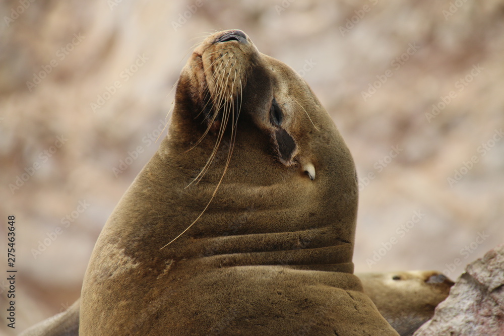 Fototapeta premium Robbe in Islas Ballestas, Paracas, Peru